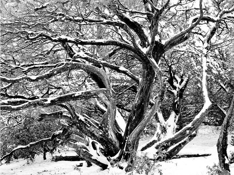 Manzanita.Winter.Wonder